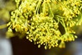 Yellow dill flowers. Macro photo of fennel.