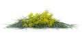 Yellow dill with green leaves