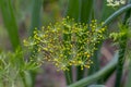 Yellow dill inflorescence on a sunny summer day in the garden