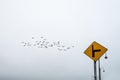 Yellow directional sign and flock of birds against sky