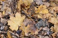 yellow dirty fallen autumn leaves - background Royalty Free Stock Photo