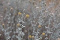 BRICKELLIA INCANA BLOOM - JOSHUA TREE NP - 060620 C