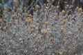 BRICKELLIA INCANA BLOOM - JOSHUA TREE NP - 060620 D