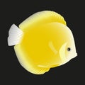 Yellow Discus fish on a black background