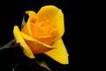 Yellow dismissed rose