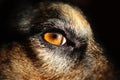 Yellow Dog Eyes - close-up Royalty Free Stock Photo