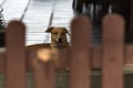 Yellow dog head behind a wooden gate