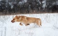 Yellow dog jumps on a gray grass background Royalty Free Stock Photo