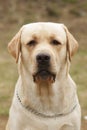 Yellow dog Labrador Retriever