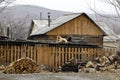 Yellow dog laying and resting on the roof of barn on a snowy spring day near next to sawn firewood and logs