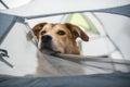 Yellow dog in tent Royalty Free Stock Photo