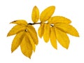 Yellow dog rose leaves