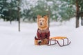 Yellow dog sitting near the sledges in the forest