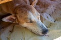 Yellow dog sleeping on sand. Domestic animal portrait. Fluffy yellow dog resting in sunlight. Stray dog with sad eyes