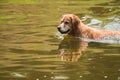 A swimming dog Royalty Free Stock Photo