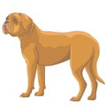 Yellow Dogue de Bordeaux isolated on white background.