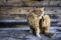 Yellow domestic cat scratching himself.