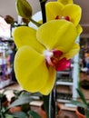 Yellow doritaenopsis orchids. Moon orchids