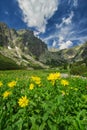Yellow Doronicum flowers in the end of Mala Studena Dolina valley in High Tatras