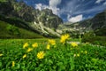 Yellow Doronicum flowers in the end of Mala Studena Dolina valley in High Tatras