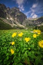 Yellow Doronicum flowers in the wind in the end of Mala Studena Dolina valley in High Tatras