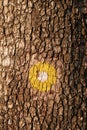 Yellow dot marking for hiking path on tree trunk Royalty Free Stock Photo