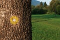 Yellow dot marking for hiking path on tree trunk Royalty Free Stock Photo