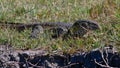 Yellow dotted nile monitor creeping through the grass at the shore of Kwando River, Bwabwata National Park, Caprivi Strip, Namibia Royalty Free Stock Photo