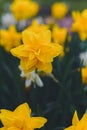 Yellow Double Daffodils Royalty Free Stock Photo