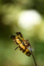 Yellow dragon fly Royalty Free Stock Photo