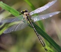 Yellow dragon fly on grass Royalty Free Stock Photo