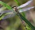 Yellow dragon fly on grass