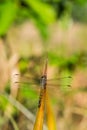 Yellow dragon fly on pineapple leaf Royalty Free Stock Photo