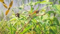 yellow dragon fly sitting on a dry branch of a plant Royalty Free Stock Photo