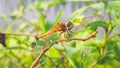 yellow dragon fly sitting on a dry branch of a plant Royalty Free Stock Photo