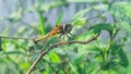 yellow dragon fly sitting on a dry branch of a plant Royalty Free Stock Photo