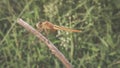 yellow dragon fly sitting on a dry branch of a plant Royalty Free Stock Photo