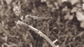 yellow dragon fly sitting on a dry branch of a plant Royalty Free Stock Photo