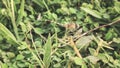 yellow dragon fly sitting on green leaf Royalty Free Stock Photo