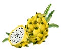 Yellow dragon fruit wholed and half pitahaya with green cactus leaves watercolor illustration isolated on white