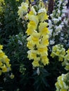 yellow dragon mouth flower in a garden in spring season