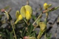 Yellow `Dragon`s Teeth` flower - Tetragonolobus Maritimus