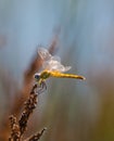 Yellow dragonfly