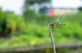 Yellow dragonfly with black marks on the body resting on a dead tree branch Royalty Free Stock Photo