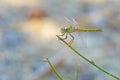 Yellow dragonfly body view on green branch plant Royalty Free Stock Photo
