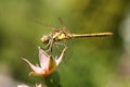 Yellow dragonfly(Brachytron Pratense)
