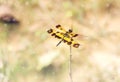 Yellow dragonfly Royalty Free Stock Photo