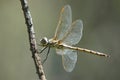 Yellow Dragonfly