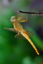 A yellow dragonfly on a dry branch