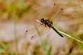 Yellow dragonfly on a dry stalk of grass Royalty Free Stock Photo
